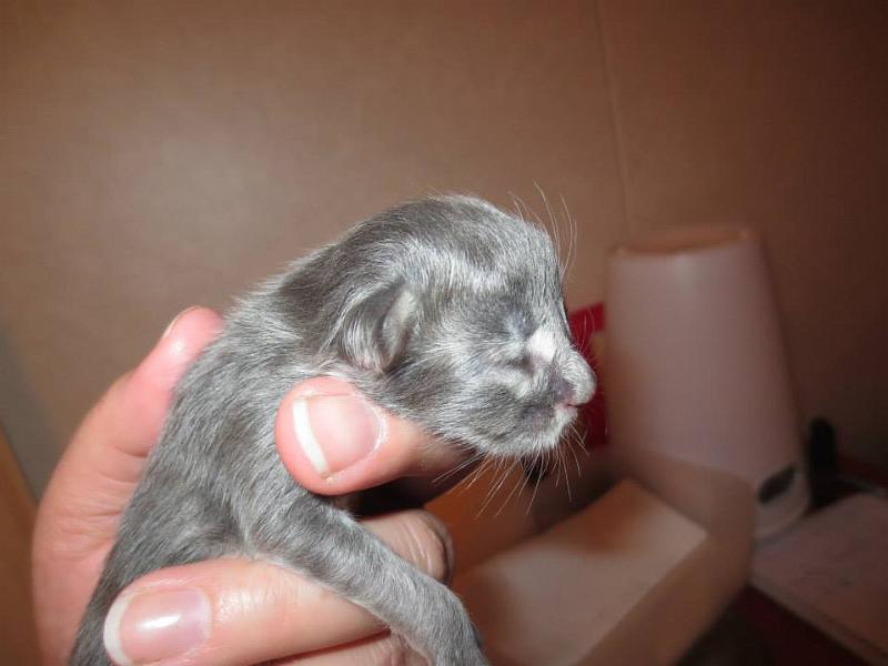 Hanin b tytto 2 vrk.jpg